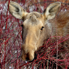 <p style="text-align:center">Moose (<em>Alces alces</em>)<br /><br/><sup>Photo: Arnold&nbsp;Janz</sup></p><br/>
