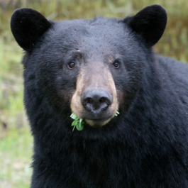 <p style="text-align:center">Black Bear&nbsp;(<em>Ursus americanus</em>)<br /><br/><sup>Photo: Jethro Taylor</sup></p><br/>