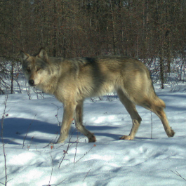 <p style="text-align:center">Gray Wolf&nbsp;(<em>Canis lupus</em>)<br /><br/><sup>Photo: Wildtrax</sup></p><br/>