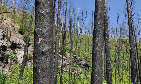 <p>Burned forest near Fort McMurray. Photo:&nbsp;Emily Chow</p><br/>