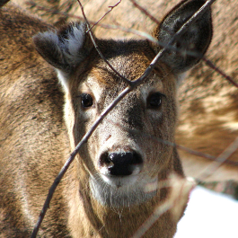 <p style="text-align:center">White-tailed Deer (<em>Odocoileus virginianus</em>)<br /><br/><sup>Photo: Kate Tucker</sup></p><br/>